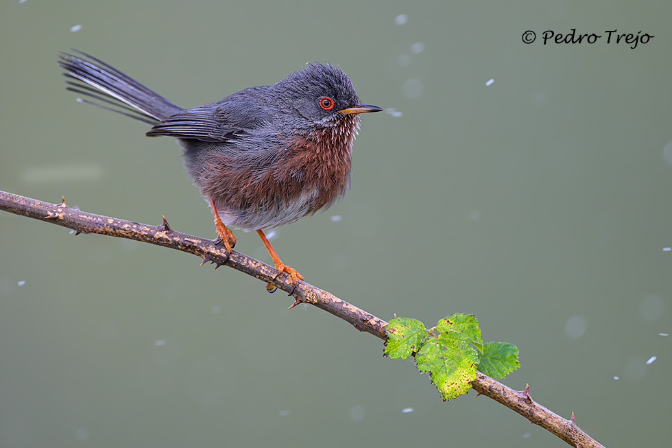 Curruca rabilarga (Sylvia undata)